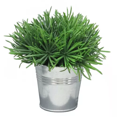 Sprengeri in emmer 15 cm (S)