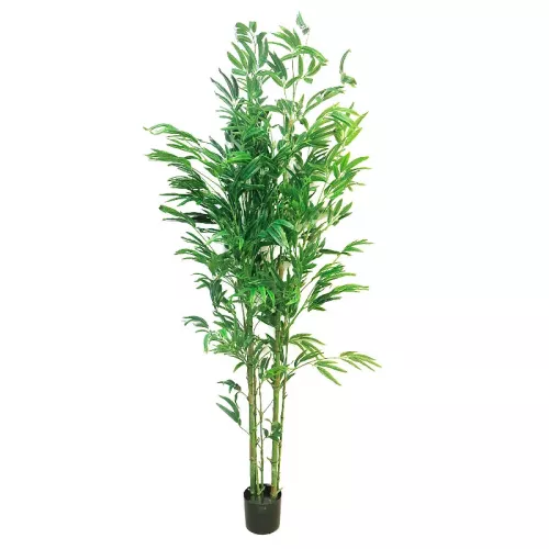 Bambusa Vulgaris 150x60x40cm